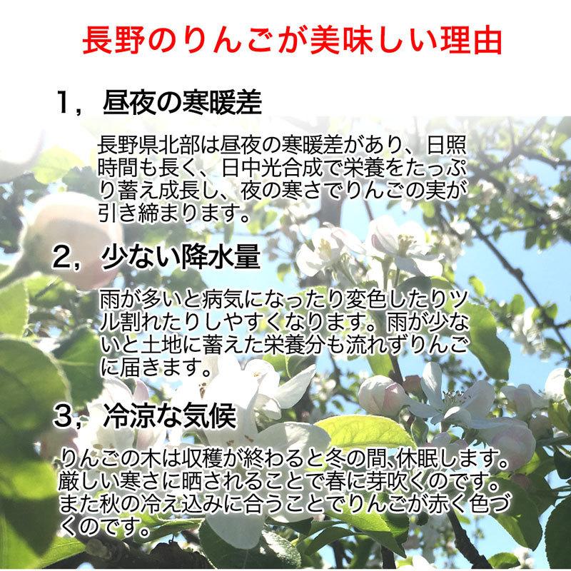 訳あり】サンふじ 約10kg(26-40玉) 定番のりんご 11月発送 家庭用 減