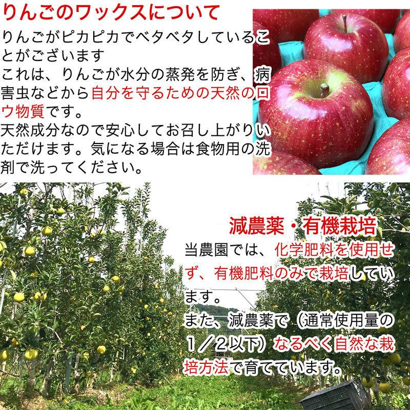 訳あり】ぐんま名月 約2.5kg 7-14玉 甘くてジューシーな希少りんご 11