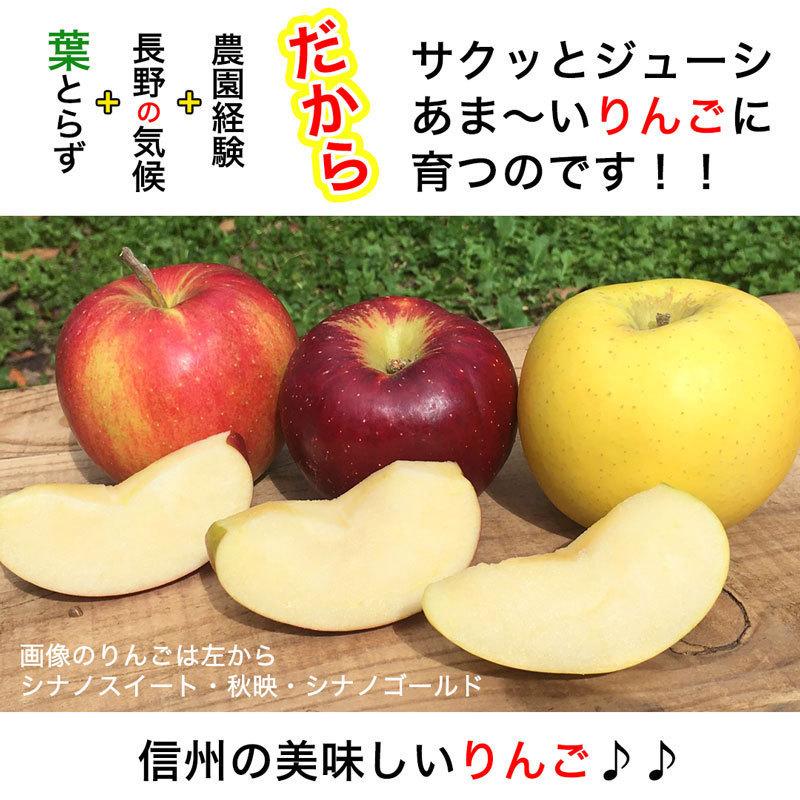 訳あり】ぐんま名月 約2.5kg 7-14玉 甘くてジューシーな希少りんご 11