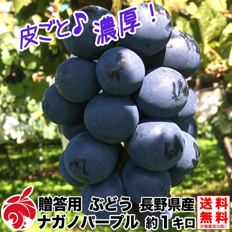 贈答用 ナガノパープル 約1kg 2房 9月中旬より 種無しぶどう 送料無料 産地直送 長野県産 ブドウ 葡萄 Purple A 1k フルプロ 通販 Yahoo ショッピング