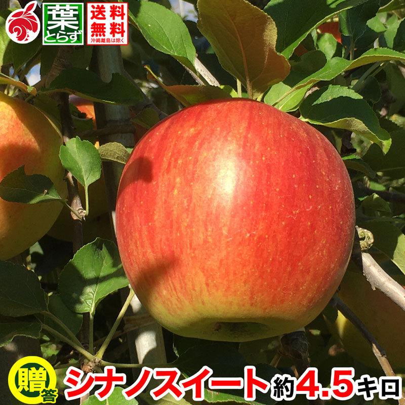 お金を節約 贈答用 シナノスイート 約4 5キロ およそ12 玉 葉とらず 信州りんご 減農薬 長野県産 産地直送 4 5kg 送料無料 ギフト 10月中旬より Nas0a045 Tanaka Plant Jp