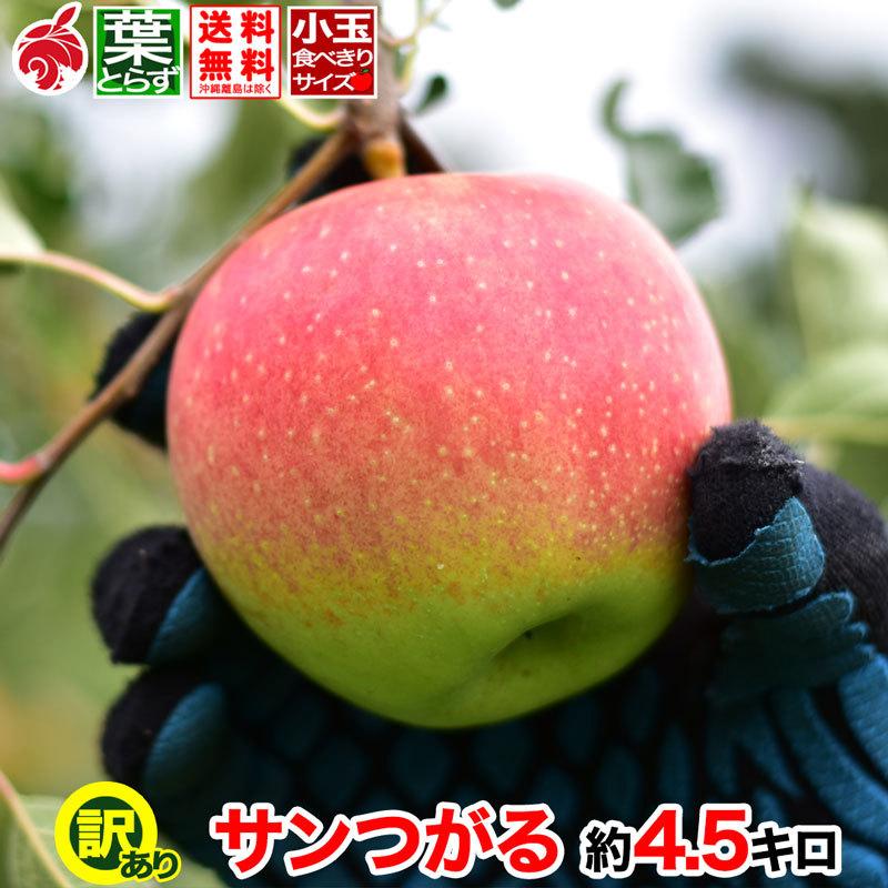 訳あり小玉 サンつがる 約4 5キロ 葉とらず 信州りんご およそ18 28玉 減農薬 4 5kg 早期予約特典 ご自宅用 産地直送 長野県産 Sat0e045 人気新品入荷