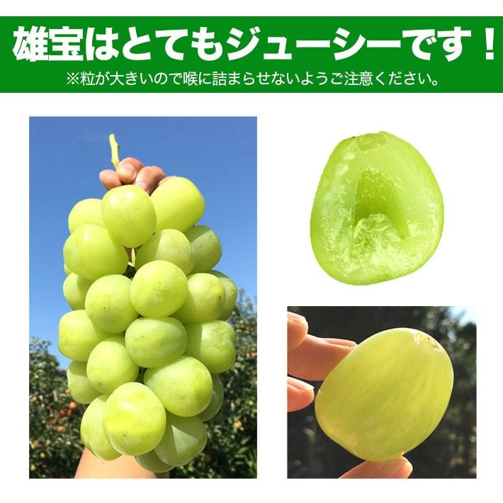 9月下旬より 贈答用 ぶどう 雄宝 ゆうほう 1 2房 1000g以上 等級a 種無し 皮ごと 送料無料 産地直送 ブドウ 葡萄 Yuuhou A1k フルプロ 通販 Yahoo ショッピング