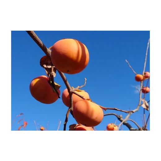 ふるさと納税 果物類 柿 奈良県 下市町 4.富有柿(贈答品) 辰誠園