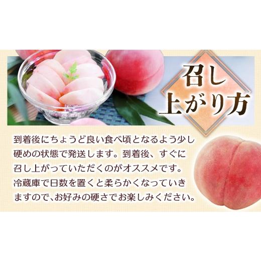 ふるさと納税 もも 長野県 豊丘村  2026年発送先行予約 桃 あかつき 約5kg 2026年7月下旬〜8月初旬発送予定 もも｜モモ｜10〜18玉｜フルーツ｜果物｜長野県｜… |  | 04