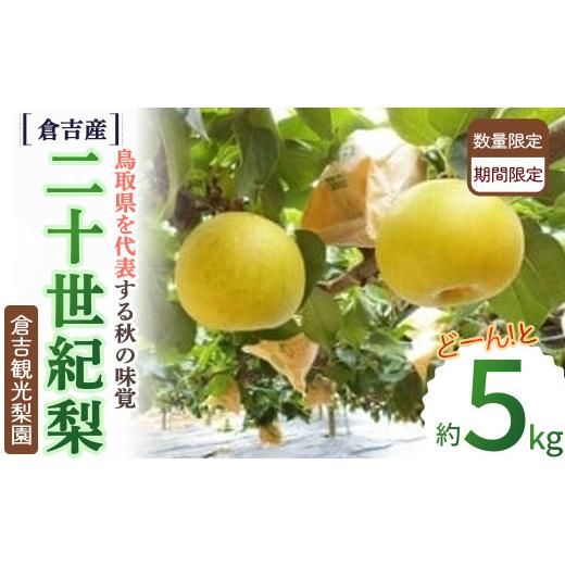 ふるさと納税 梨 鳥取県 倉吉市 二十世紀梨 倉吉産 5kg(倉吉観光梨園) 梨 鳥取 果物 フルーツ 和梨 先行予約 数量限定 詰め合わせ 二十世紀梨 20世紀梨