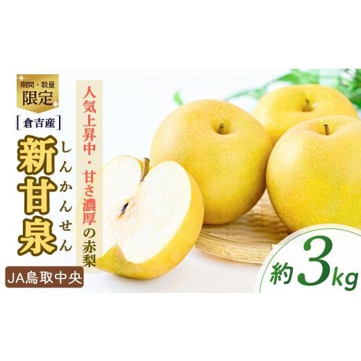 ふるさと納税 梨 鳥取県 倉吉市 新甘泉 倉吉産 3kg(JA鳥取中央) 鳥取 梨 3kg 果物 フルーツ 和梨 先行予約 数量限定 詰め合わせ 新甘泉