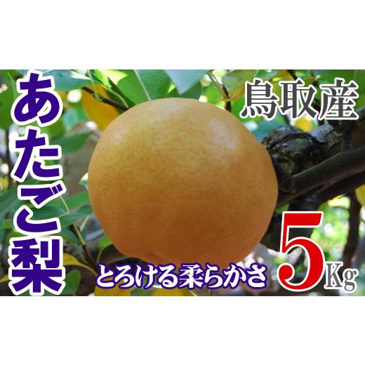 ふるさと納税 梨 鳥取県 倉吉市 あたご梨 倉吉産 5kg(JA鳥取中央) 梨 ナシ なし 鳥取 果物 フルーツ 和梨 先行予約 数量限定 詰め合わせ 人気 甘い 大玉 あ…