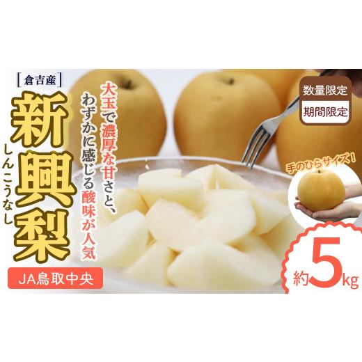 ふるさと納税 梨 鳥取県 倉吉市 新興梨 倉吉産 5kg(JA鳥取中央) 梨 なし ナシ しんこうなし 鳥取 5kg 果物 フルーツ 和梨 先行予約 数量限定 詰め合わせ 人…