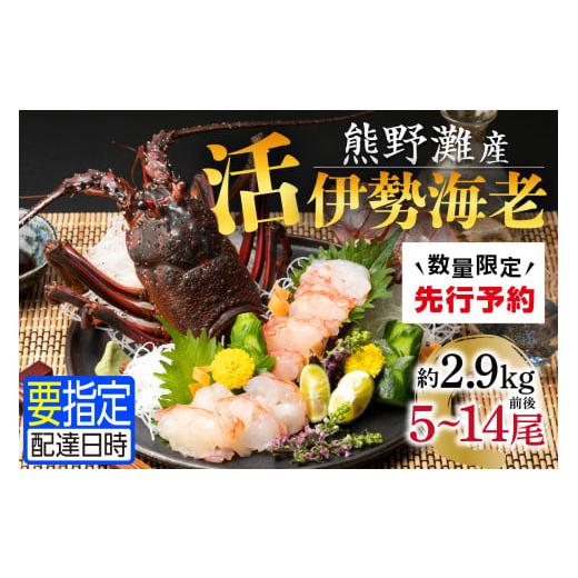 ふるさと納税 三重県 御浜町 熊野灘産活伊勢海老 大漁コース 5〜14尾 約2.9kg前後 先行予約 魚介 伊勢海老 伊勢えび 海老 えび 活き 三重県 御浜町