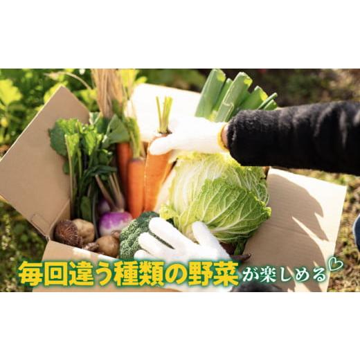 ふるさと納税 セット・詰合せ 長崎県 壱岐市 旬の野菜 7品セット 《壱岐市》 壱岐市農業協同組合 JBO001 野菜 ベジタブル 食材 詰め合わせ 産地直送 野菜セッ…の画像
