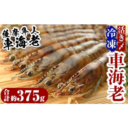 ふるさと納税 鹿児島県 霧島市 B-014 活き〆冷凍車海老「薩摩隼人車海老」合計約375g(約125g×3パック)[MBC開発]霧島市 えび 冷凍 海老 エビ 車エビ 刺身 調…