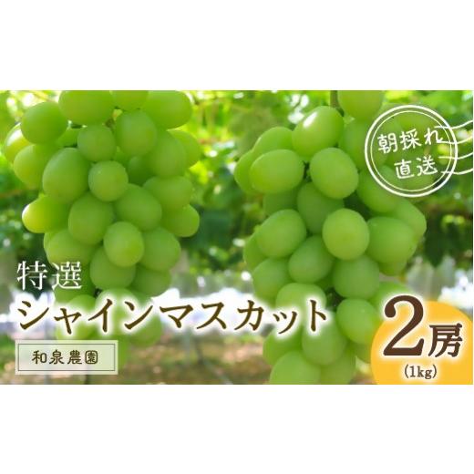 ふるさと納税 ぶどう マスカット 大分県 豊後高田市 特選シャインマスカット2房入(約1kg)