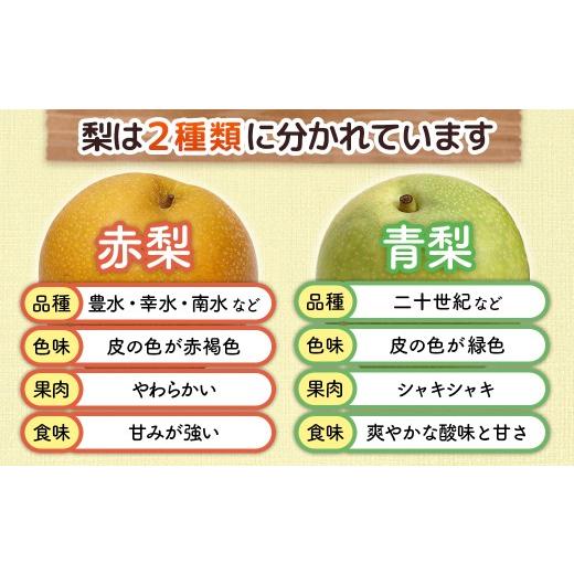 ふるさと納税 梨 長野県 豊丘村  2026年発送先行予約 梨　南水　約5kg 8〜16玉 2026年9月中旬〜10月初旬発送予定_6
