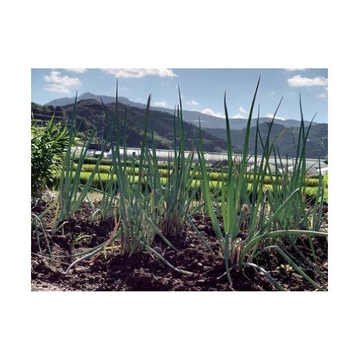 ふるさと納税 セット・詰合せ 佐賀県 太良町 肥前の国のお野菜詰め合わせセット（8〜10品目）| 野菜セット 旬 フレッシュ 鮮度抜群 8品 10品 チョイス 詰め合…_5