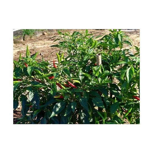 ふるさと納税 セット・詰合せ 佐賀県 太良町 肥前の国のお野菜詰め合わせセット（8〜10品目）| 野菜セット 旬 フレッシュ 鮮度抜群 8品 10品 チョイス 詰め合…_6