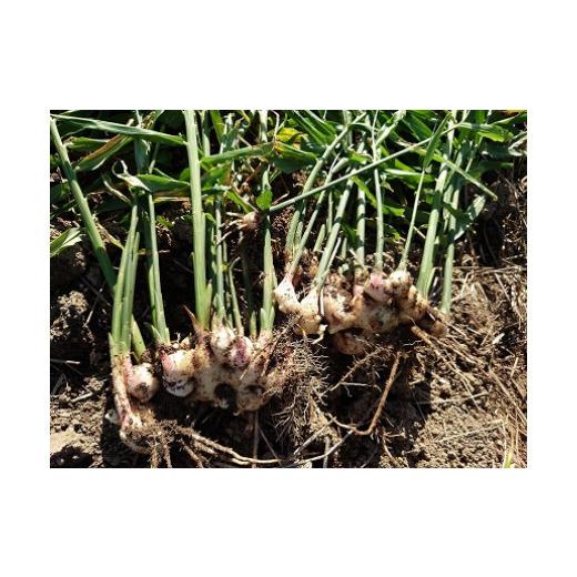 ふるさと納税 セット・詰合せ 佐賀県 太良町 肥前の国のお野菜詰め合わせセット（8〜10品目）| 野菜セット 旬 フレッシュ 鮮度抜群 8品 10品 チョイス 詰め合…_7