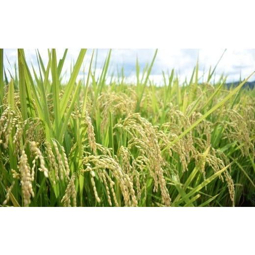 ふるさと納税 無洗米 島根県 安来市 BG無洗米コシヒカリ 5kg×6ヵ月 定期便 毎月 令和7年産 愛を米 時短 6ヶ月 半年 計30kg こしひかり 島根県産 新生活応援 … |  | 06