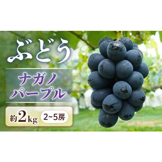 ふるさと納税 ぶどう 長野県 豊丘村 2026年発送先行予約 ぶどう ナガノパープル 約2kg 2〜5房 2026年8月下旬〜9月上旬発送予定