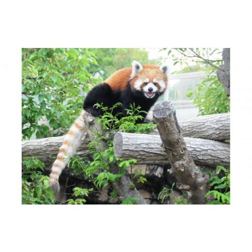 ふるさと納税 入場券・優待券 兵庫県 神戸市 王子動物園 グッズ＆年間パスポート | 1年間動物サポーター 神戸 六甲 人気 観光スポット 動物園 入場券 チケット… |  | 03