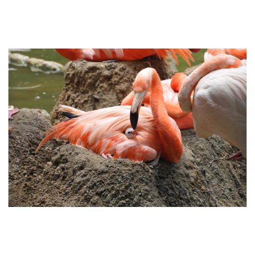 ふるさと納税 入場券・優待券 兵庫県 神戸市 王子動物園 グッズ＆年間パスポート | 1年間動物サポーター 神戸 六甲 人気 観光スポット 動物園 入場券 チケット… |  | 05