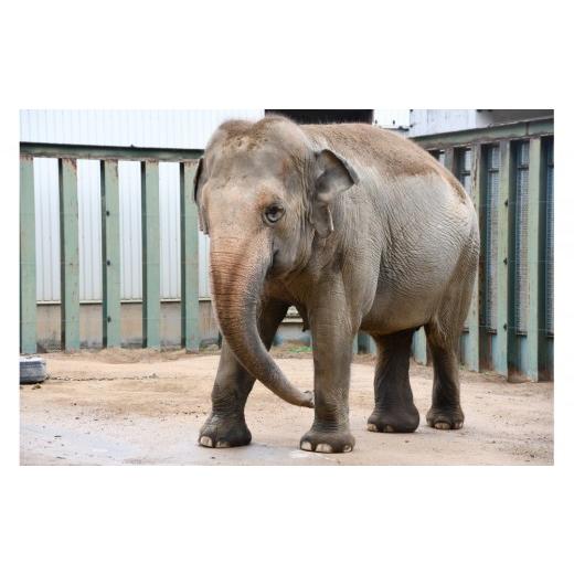 ふるさと納税 入場券・優待券 兵庫県 神戸市 王子動物園 グッズ＆入園券5枚 | 神戸 六甲 人気 観光スポット 動物園 入場券 チケット 体験 旅行 兵庫 おすすめ … |  | 02
