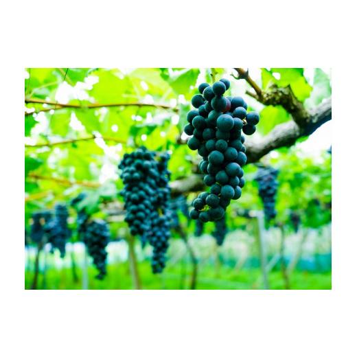 ふるさと納税 愛媛県 西予市 光ワイン（「赤」「白」各1本セット） 白ワイン フランス ドメーヌ デ トゥール VDP（ヴァン ド ペイ） ヴォークリューズ ブラン 2016 750ml O1058028626(10500円)