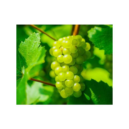 ふるさと納税 愛媛県 西予市 光ワイン（「赤」「白」各1本セット） 白ワイン フランス ドメーヌ デ トゥール VDP（ヴァン ド ペイ） ヴォークリューズ ブラン 2016 750ml O1058028626(10500円)