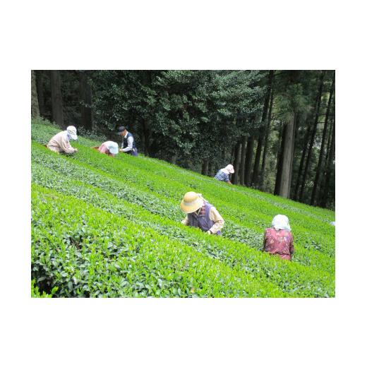 ふるさと納税 お茶類 緑茶（茶葉・ティーバッグ） 静岡県 川根本町 43-7 お茶 茶葉 静岡 煎茶 ／ 生粋川根茶澤本園ふるさとありがとう4_5
