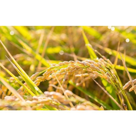 ⭐️完成品⭐️ ふるさと納税 福岡県 うきは市 P408-05 【定期便】日永園 ヒノヒカリ 白米5kg×12ヶ月 【MYK1533287932】(54000円)