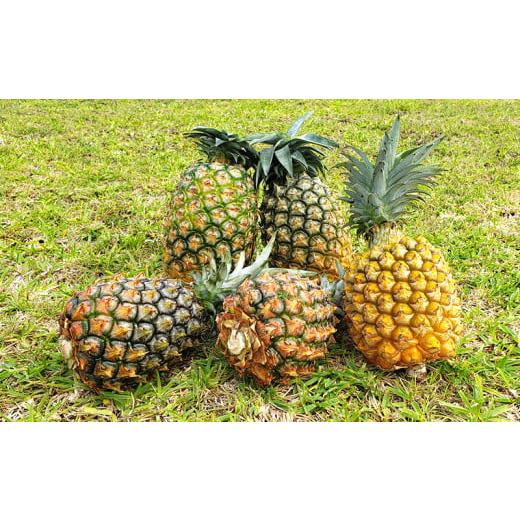 ふるさと納税 果物類 沖縄県 東村 東村産パインアップルお任せセット1