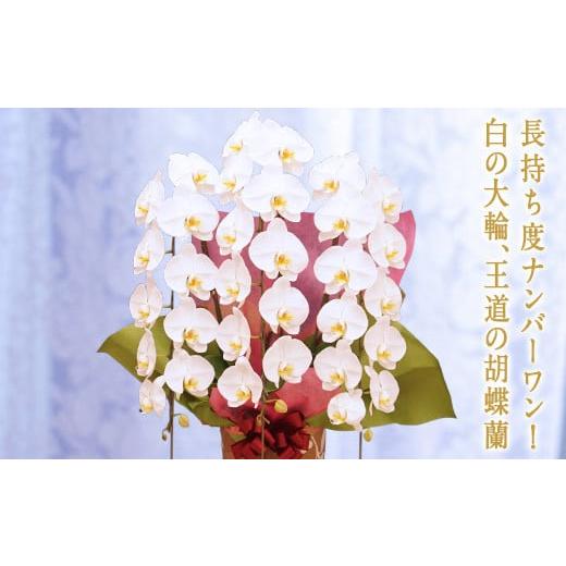 ふるさと納税 花・苗木 群馬県 富岡市 キング 胡蝶蘭 白大輪 3本立ち 大輪 花 こちょうらん コチョウラン キング 記念日 お祝い 贈り物 ギフト F20E-255 胡蝶…