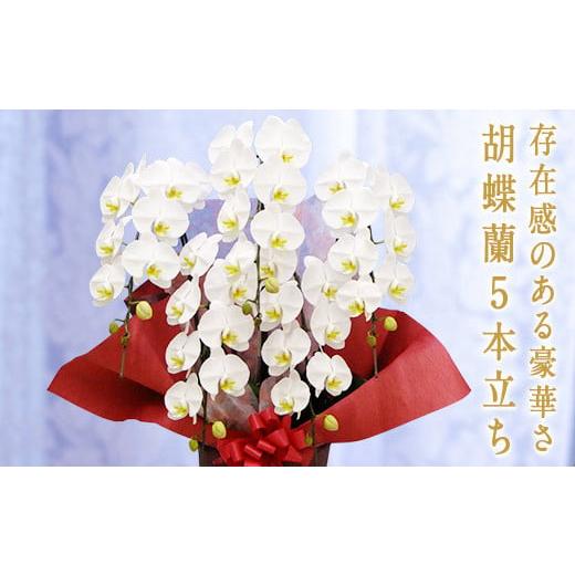 ふるさと納税 花・苗木 群馬県 富岡市 白大輪 胡蝶蘭 5本立ち 大輪 花 こちょうらん コチョウラン 白 ホワイト 記念日 お祝い 贈り物 ギフト F20E-256 胡蝶蘭…