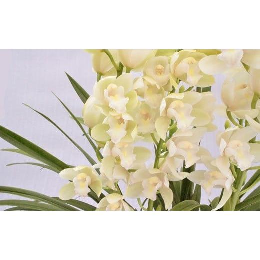 ふるさと納税 雑貨・日用品 花 高知県 越知町 洋らん シンビジューム「アイスダンス」 (2本立)