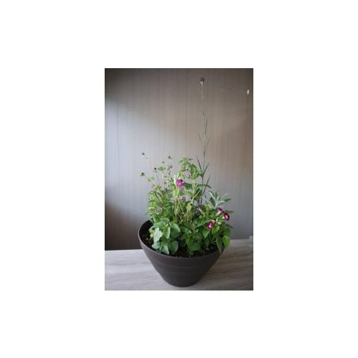 ふるさと納税 高知県 北川村 シュヴァリエ「川上裕」が創る季節の寄せ鉢【北川村モネの庭マルモッタン】 