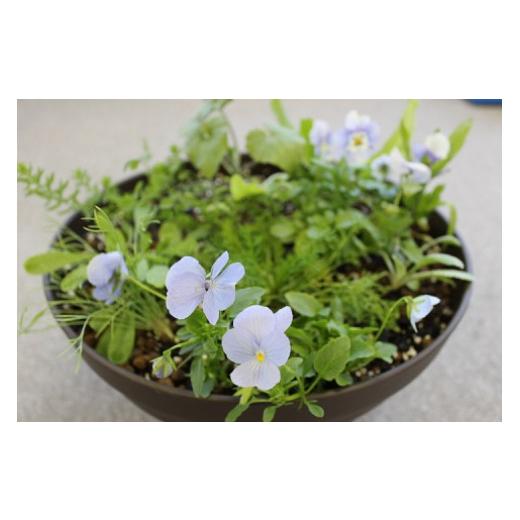 ふるさと納税 高知県 北川村 シュヴァリエ「川上裕」が創る季節の寄せ鉢【北川村モネの庭マルモッタン】 