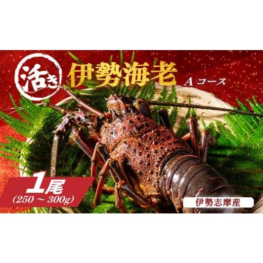 ふるさと納税 エビ 伊勢エビ 三重県 南伊勢町 活き 伊勢海老 Aコース 1尾 約250〜300g 山金商店 地物 伊勢 伊勢えび 高級 鮮魚 焼き物 汁物 海鮮 特産 海の幸…