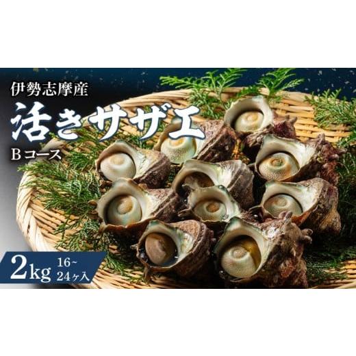 ふるさと納税 サザエ 三重県 南伊勢町 サザエ 2kg 16〜24ヶ 冷蔵 新鮮 海鮮 海産物 魚介 魚貝 活きサザエ 栄螺 貝 刺身 刺し身 お造り つぼ焼き 壺焼き グリル…