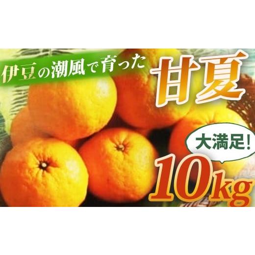 ふるさと納税 みかん・柑橘類 静岡県 伊豆市 (先行予約・限定50セット・4月〜5月下旬発送)甘夏(10kg) 静岡県 伊豆市 果物 柑橘類 010-007