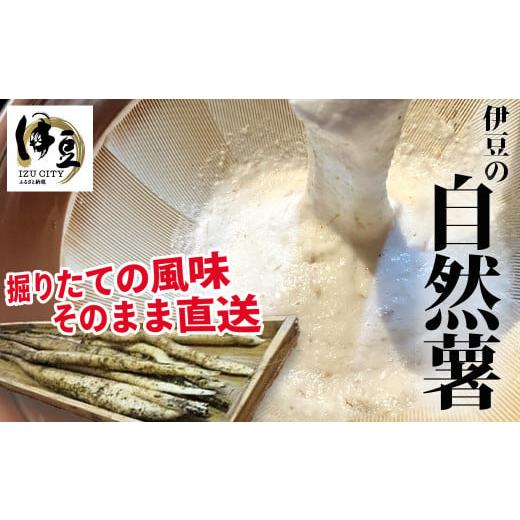 ふるさと納税 人参・大根・他根菜 静岡県 伊豆市 限定50セット 西伊豆 育ち 自然薯 3〜4本 | 静岡県 伊豆市 国産 貴重 とろろ 芋