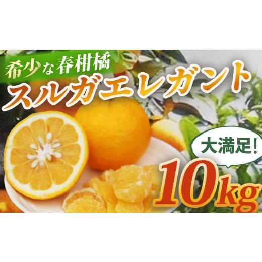 ふるさと納税 みかん・柑橘類 静岡県 伊豆市 (先行予約・限定100セット・3月〜5月発送)スルガエレガント(10kg) 静岡県 伊豆市 果物 柑橘類 015-003