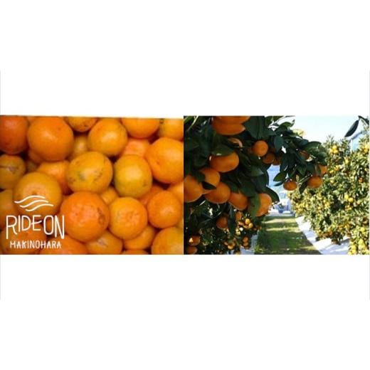 ふるさと納税 果物類 みかん 静岡県 牧之原市 1月から順次発送予定 アウトレット 青島みかん 15kg 数量限定 柄付き おまかせサイズ サイズ不揃い 訳あり 甘い…