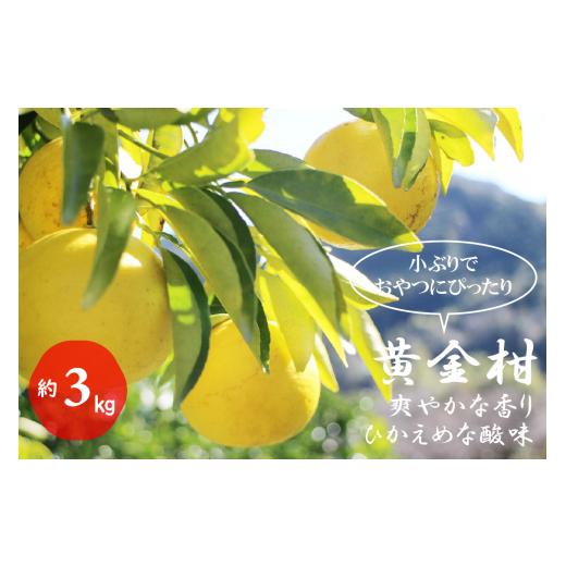 ふるさと納税 みかん・柑橘類 高知県 越知町 黄金柑(約3kg)