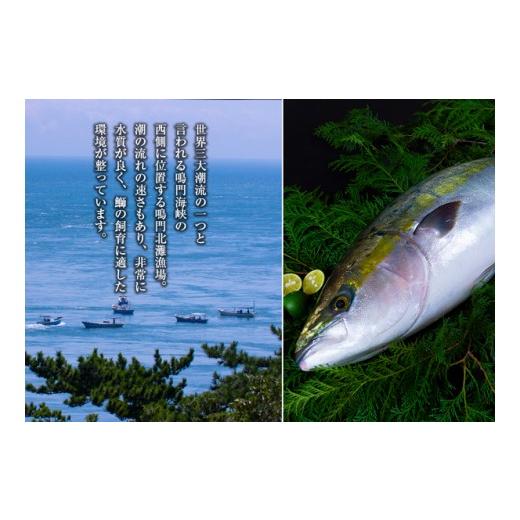 ふるさと納税 徳島県 鳴門市 【予約受付・11月中旬頃より発送】すだち鰤 半身 