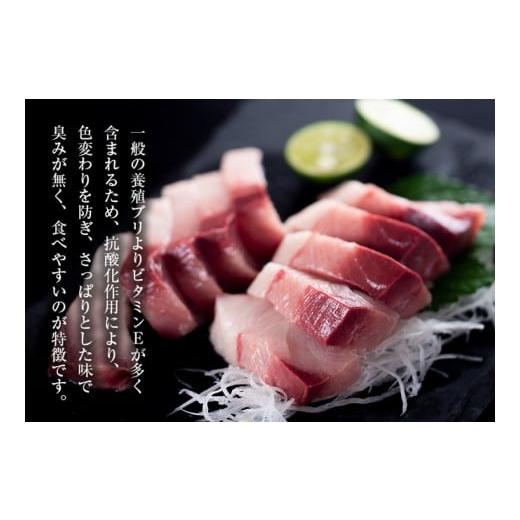 ふるさと納税 徳島県 鳴門市 【予約受付・11月中旬頃より発送】すだち鰤 半身 