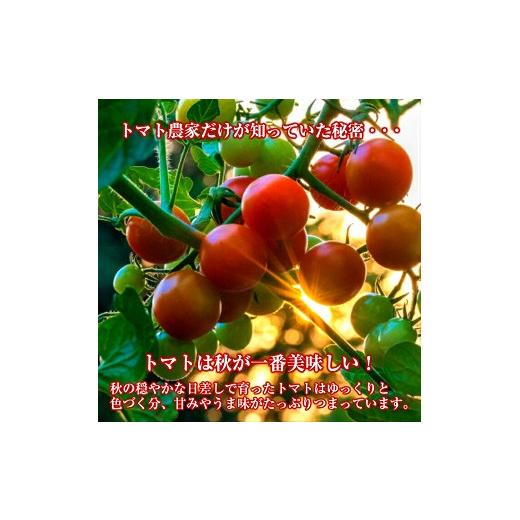 ふるさと納税 野菜類 ジュース 山形県 遊佐町 農家直送 トマトジュース 秋のめぐ実 砂糖不使用 食塩無添加 500ml×6本 野菜ジュース 無塩 瓶 常温保存の画像