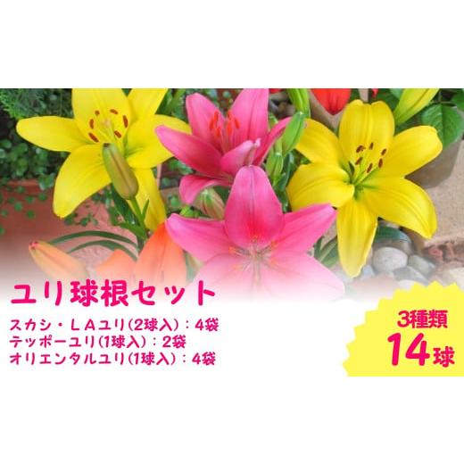 ふるさと納税 新潟県 五泉市 [先行予約]2024年10月以降発送[F-08]ユリ球根セット