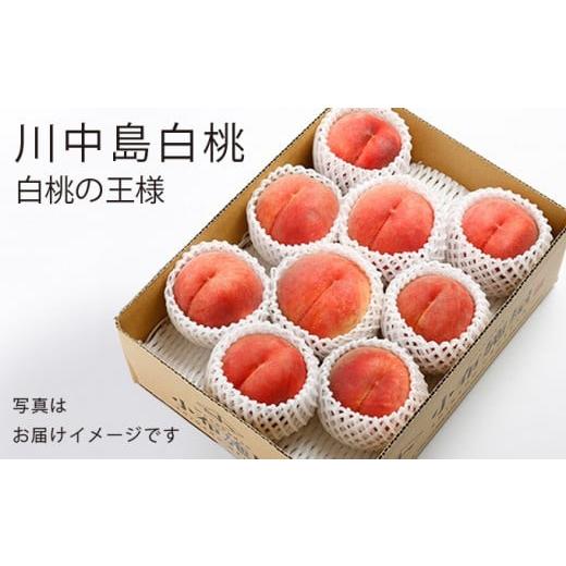 ふるさと納税 もも 長野県 小布施町 川中島白桃 約3kg 6〜12玉 ［小布施屋］ 桃 白桃 もも モモ フルーツ 果物 令和8年産 2026年8月下旬〜9月上旬発送 ［A-6］の画像