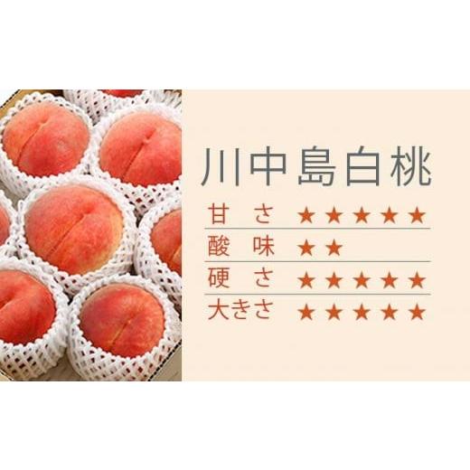 ふるさと納税 もも 長野県 小布施町 川中島白桃 約3kg 6〜12玉 ［小布施屋］ 桃 白桃 もも モモ フルーツ 果物 令和8年産 2026年8月下旬〜9月上旬発送 ［A-6］の画像