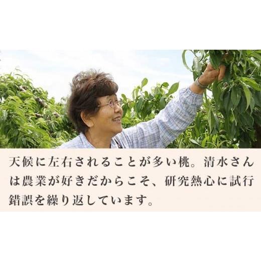 ふるさと納税 もも 長野県 小布施町 川中島白桃 約3kg 6〜12玉 ［小布施屋］ 桃 白桃 もも モモ フルーツ 果物 令和8年産 2026年8月下旬〜9月上旬発送 ［A-6］の画像